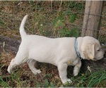 Puppy Puppy 4 Labrador Retriever