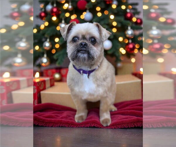 Medium Photo #1 Brussels Griffon-Unknown Mix Puppy For Sale in Bellingham, WA, USA