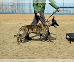 Small Photo #4 Belgian Malinois-Dutch Shepherd Dog Mix Puppy For Sale in CALHAN, CO, USA