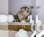 Puppy Milli French Bulldog