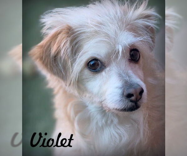 Medium Photo #1 Colonial Cocker Spaniel-Unknown Mix Puppy For Sale in Chino Hills, CA, USA