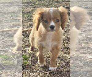 Cavalier King Charles Spaniel Dogs for adoption in Lee's Summit, MO, USA