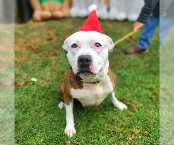 Medium Photo #2 American Pit Bull Terrier Puppy For Sale in Long Beach, CA, USA