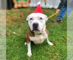Small #1 American Pit Bull Terrier