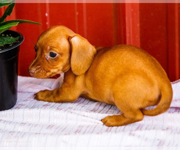Medium Photo #38 Dachshund Puppy For Sale in WAKARUSA, IN, USA