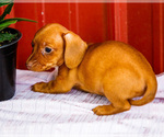 Small #9 Dachshund