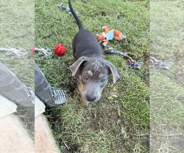 Medium Photo #1 Mutt Puppy For Sale in San Diego, CA, USA