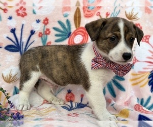 Collie-Pembroke Welsh Corgi Mix Puppy for sale in LANCASTER, PA, USA