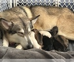 Image preview for Ad Listing. Nickname: Litter of 8