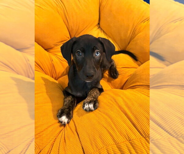 Medium Photo #1 Mutt Puppy For Sale in Candler, NC, USA