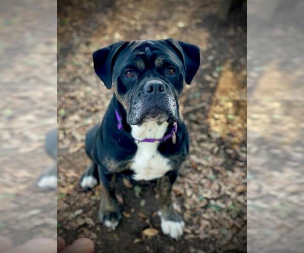 Medium Photo #1 American Bulldog Puppy For Sale in San Andreas, CA, USA