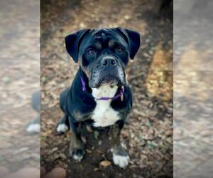 American Bulldog Dogs for adoption in San Andreas, CA, USA