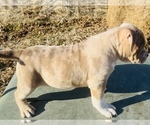 Small #4 American Bully