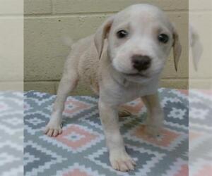 American Pit Bull Terrier Dogs for adoption in Downey, CA, USA