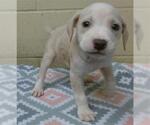 Small American Pit Bull Terrier
