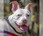 Small #1 American Staffordshire Terrier-Boxer Mix