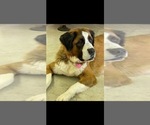Small Photo #1 Saint Berdoodle Puppy For Sale in BROWNSTOWN, IN, USA