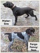 Small Photo #1 German Shorthaired Pointer Puppy For Sale in ALACHUA, FL, USA