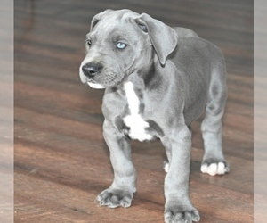 Great Dane Puppy for sale in OAKWOOD, CA, USA