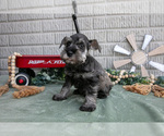 Small #2 Schnauzer (Miniature)