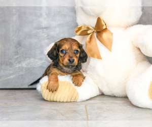 Dachshund Puppy for sale in CLEVELAND, NC, USA