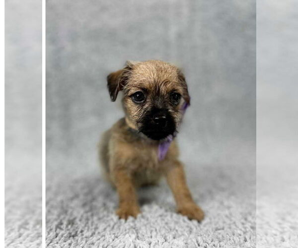 Medium Photo #4 Chihuahua-Unknown Mix Puppy For Sale in Grafton, WI, USA