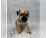 Small #3 Chihuahua Mix