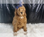 Small #3 Goldendoodle (Miniature)