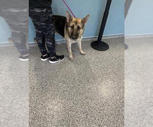 German Shepherd Dog Dogs for adoption in Palmetto, FL, USA