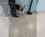 Small German Shepherd Dog