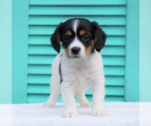 View Ad Cavalier King Charles Spaniel Jack Russell Terrier Mix