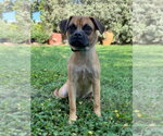 Small Puggle