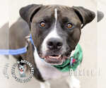 Small #4 American Staffordshire Terrier-Bulldog Mix