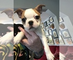 Small Photo #2 Boston Terrier Puppy For Sale in COVENTRY, RI, USA