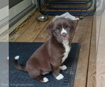 Small #1 Boxer Mix