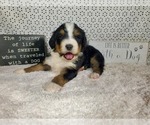 Small Photo #27 Bernedoodle Puppy For Sale in COLORADO SPRINGS, CO, USA
