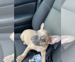 French Bulldog Puppy for sale in FORT WORTH, TX, USA