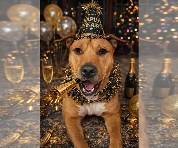 Medium Photo #15 Mutt Puppy For Sale in Westminster, MD, USA