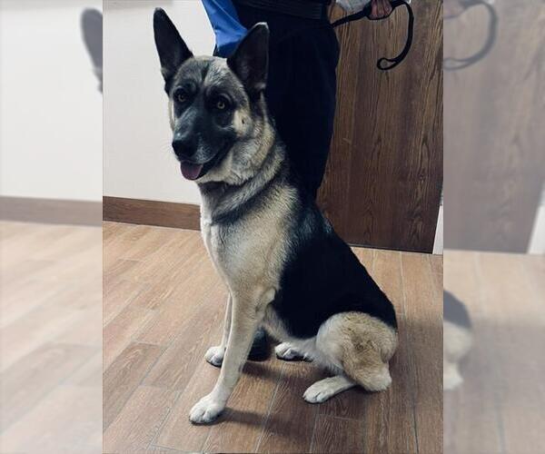 Medium Photo #1 German Shepherd Dog Puppy For Sale in Norco, CA, USA