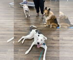 Small #2 Catahoula Leopard Dog Mix