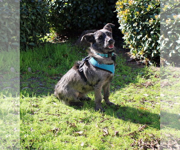 Medium Photo #2 Shih Tzu-Unknown Mix Puppy For Sale in Yuba City, CA, USA