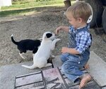 Puppy 6 Australian Cattle Dog-Border Collie Mix