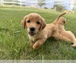 Small #4 Golden Retriever