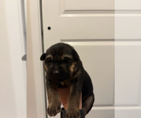 Medium Photo #1 German Shepherd Dog-Siberian Husky Mix Puppy For Sale in Imlay City, MI, USA