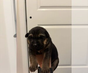 German Shepherd Dog-Siberian Husky Mix Dogs for adoption in Imlay City, MI, USA