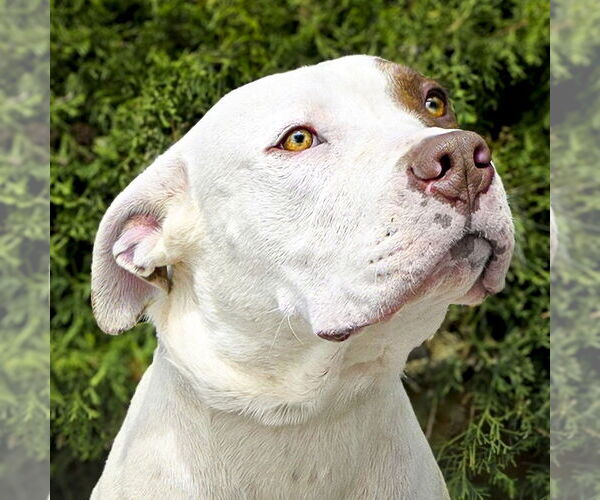 Medium Photo #3 American Staffordshire Terrier Puppy For Sale in Albuquerque, NM, USA