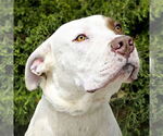 Small #2 American Staffordshire Terrier