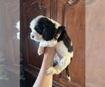 Image preview for Ad Listing. Nickname: Asher