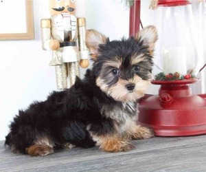 Yorkshire Terrier Puppy for sale in RED LION, PA, USA