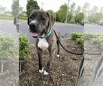 Small #17 American Pit Bull Terrier-Mountain Cur Mix